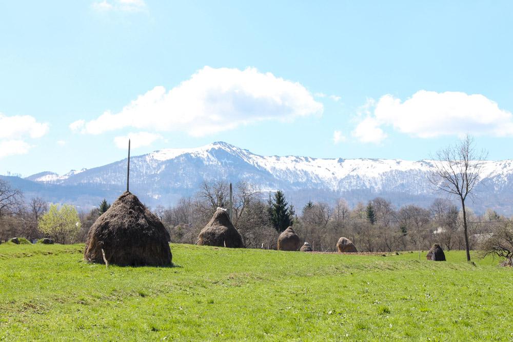 Breb, Romania