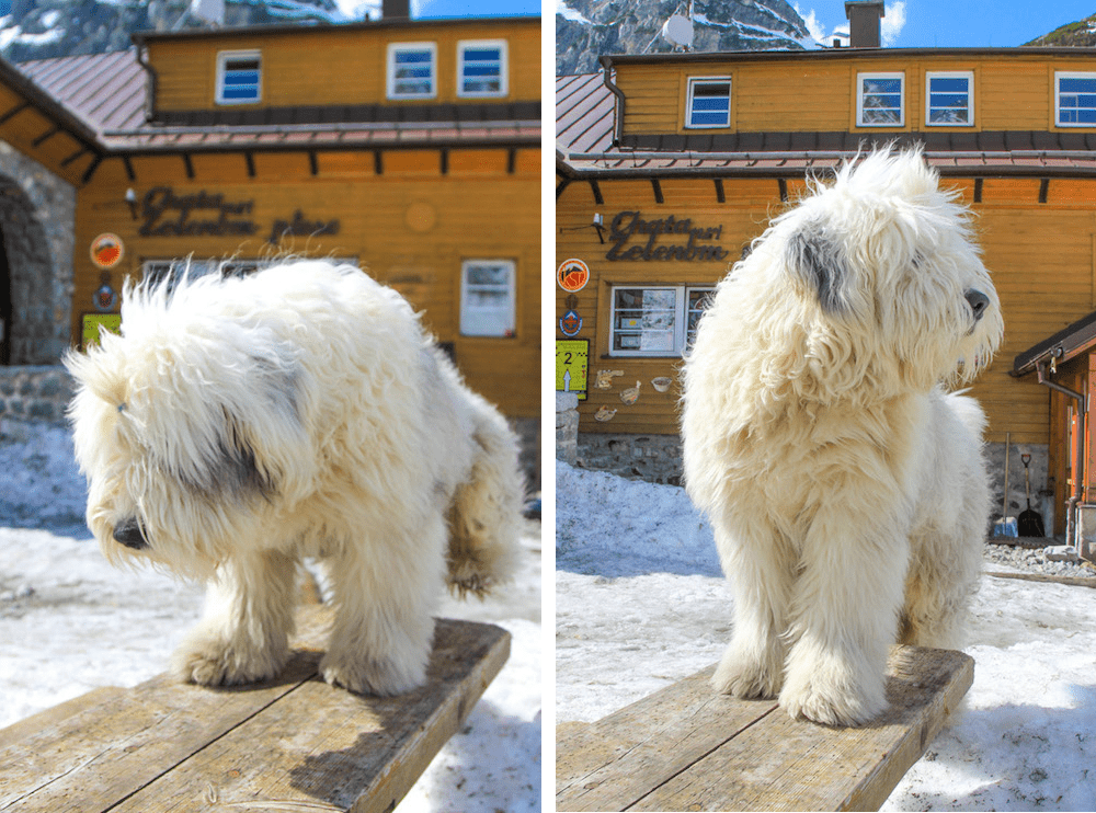plese zelenom dog