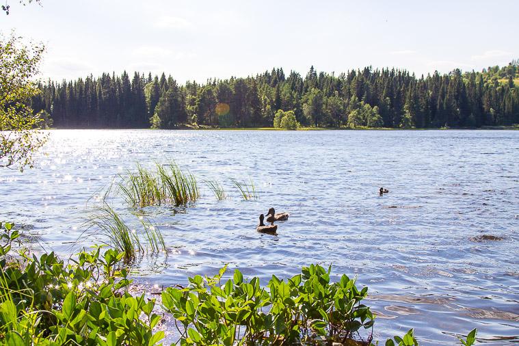 Lake Lian Summer Trondheim Norway