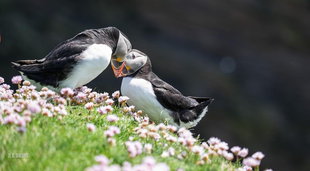 puffins in Shetland
