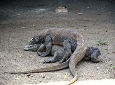 Komodo Dragons Sunda Islands Indonesia
