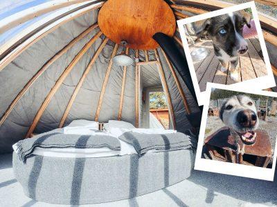 Holmen Husky Lodge Alta Norway in June