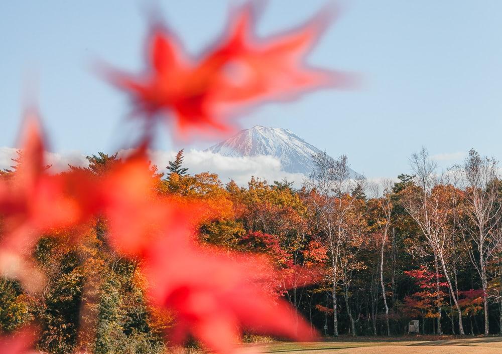 Saiko Yacho no Mori Park Mount Fuji Japan