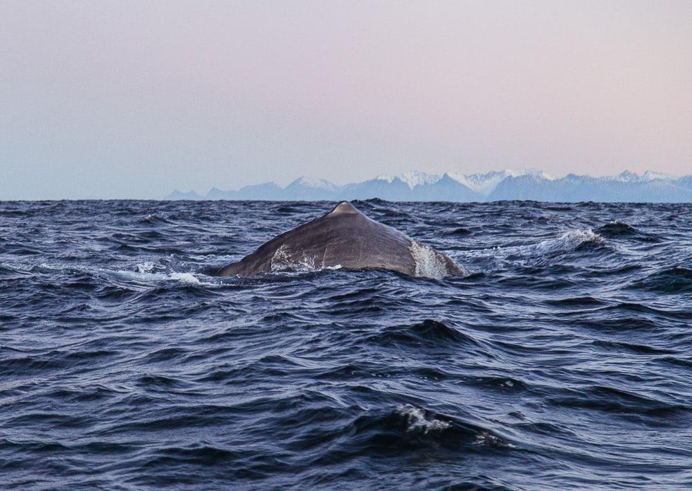 sea safari andenes whale watching norway polar night