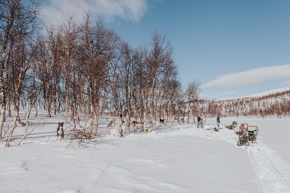 husky trip with Aaslid Polar in susendal hattfjelldal helgeland norway