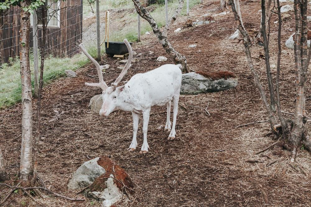 reindeer at snowhotel kirkenes norway