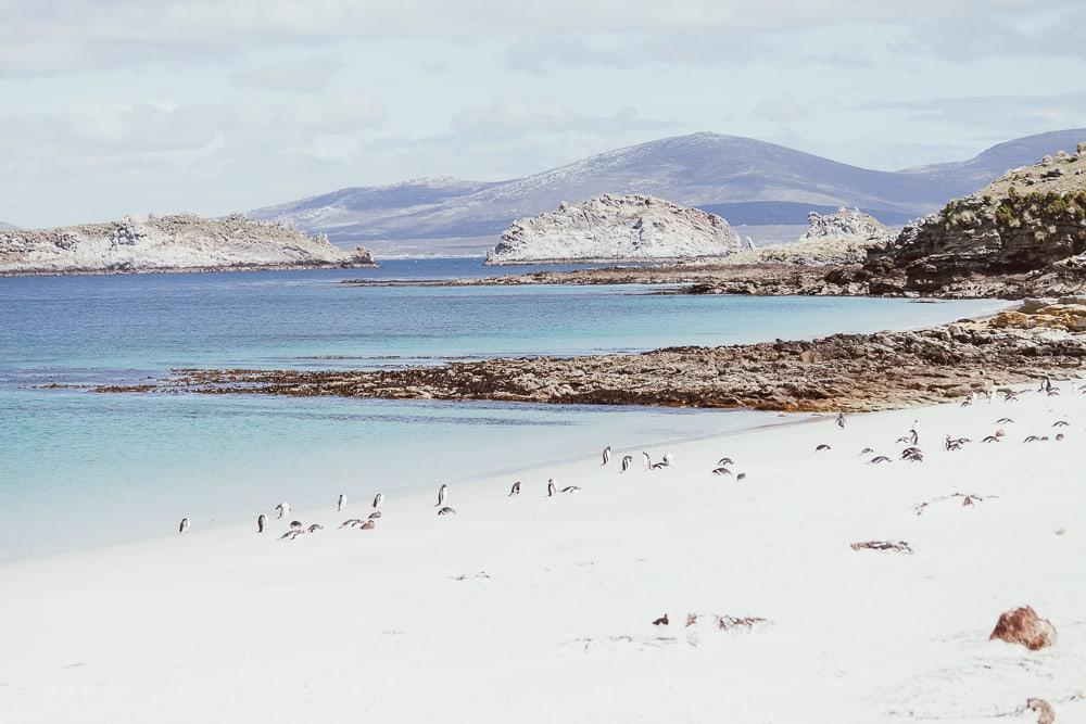 gentoo penguins carcass island falklands
