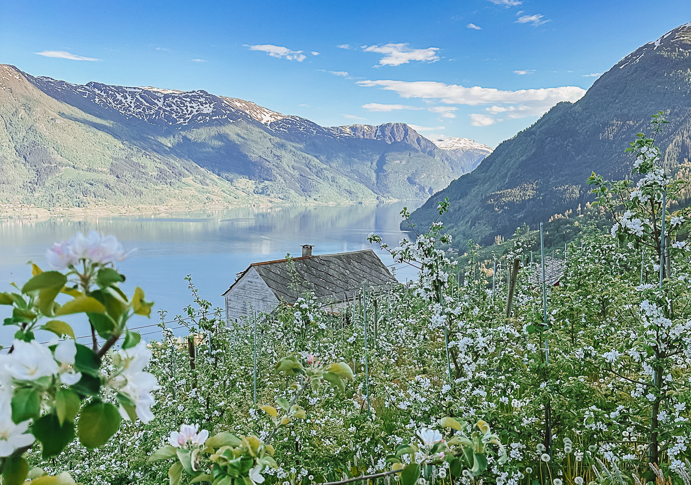 hardangerfjord fruit trees in bloom