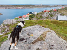 dog on Myken Norway