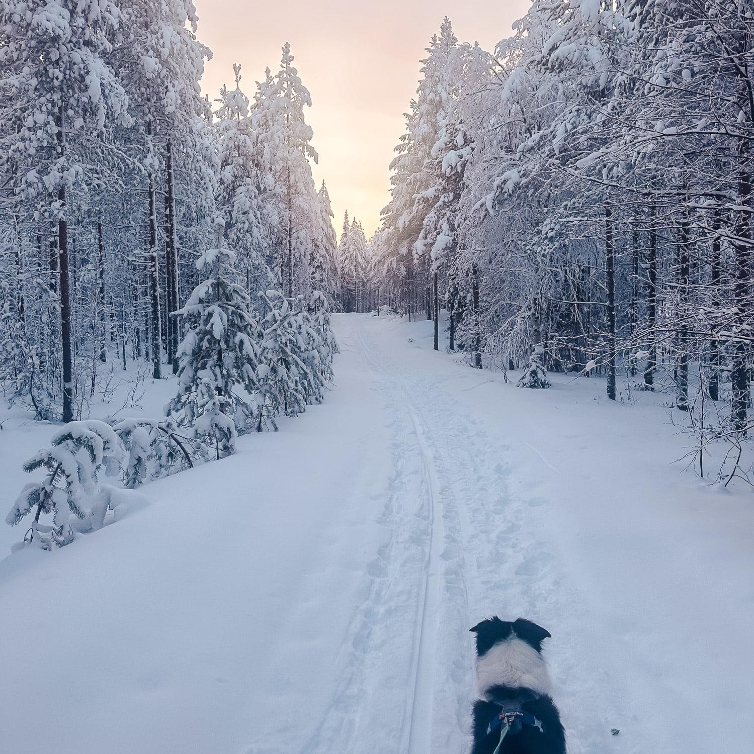 skiing with my dog in Hossa, Finland