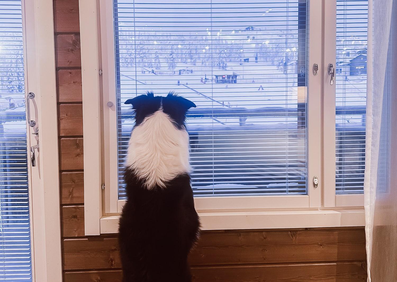 dog watching ski slope in Ruka Finland