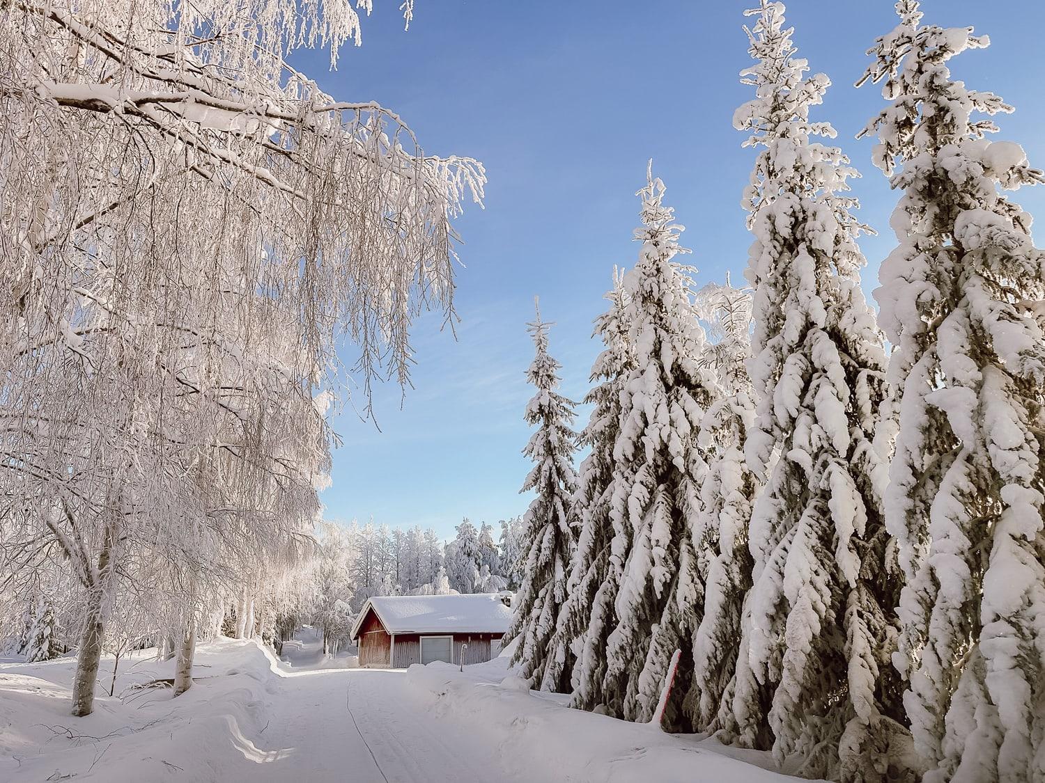 snowy trees and cabin in Finland
